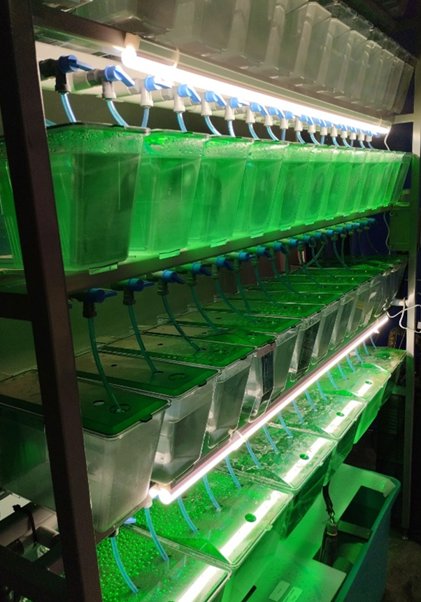 La planta d'aquaris del SCSIE ja disposa d'un rack per a realitzar estudis amb peix zebra